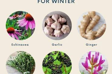 Lifestyle Tips for Immune Support